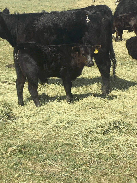 Naturally-raised grass-fed beef -15