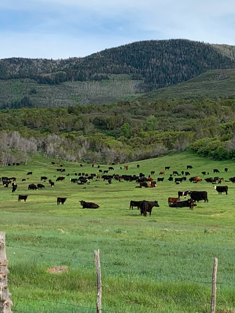 Family-owned Ranch ~ 100+ years! all-natural, grass-fed beef -20