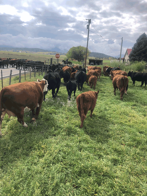 grass-fed beef direct from the ranchers-1