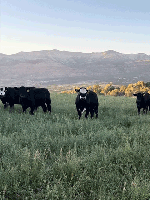 Naturally-raised grass-fed beef-17
